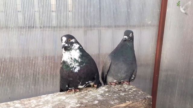 Обзор Николаевских голубей из маточника смотреть онлайн