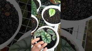 004. Alocasia Dragon Scale (Silver & Green) | Daun Kreas™ ?