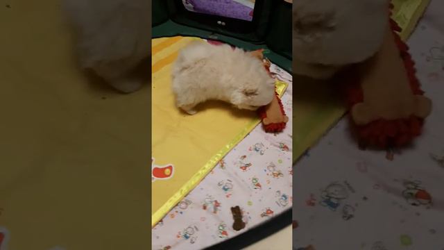 мальчик кремовый шпиц курносик