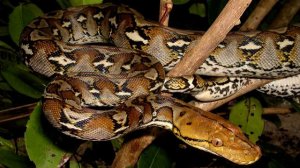 Питон против крокодила. Кто сильнее?