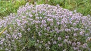 Полезные свойства Чабреца