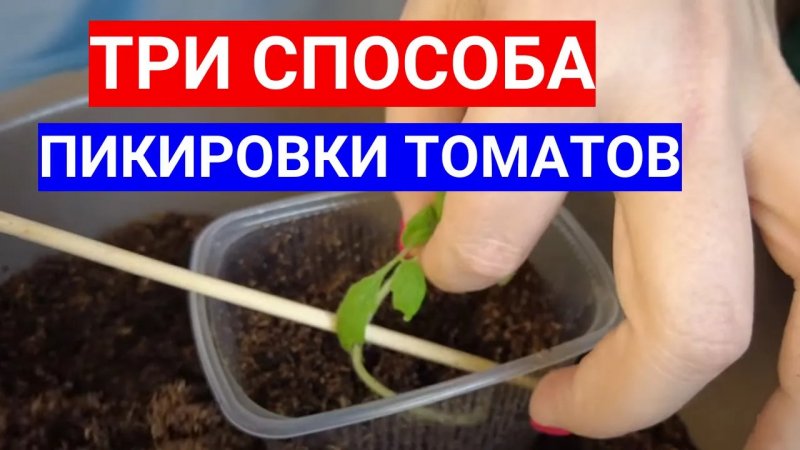 МОЛОДОЙ ПЕРЕЦ БОИТСЯ СКВОЗНЯКОВ И СОЛНЦА ПОСЛЕ ПИКИРОВКИ!