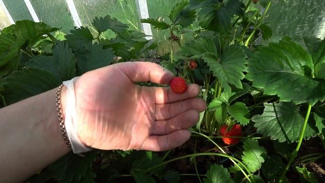 Лайфхак для укоренения усов садовой земляники