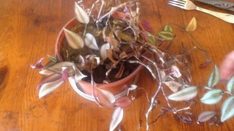 Традесканция. Формирование и посадка.