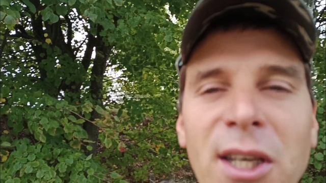 Грибы в сентябре 2021 под Киевом Киевская Черниговская область смотреть онлайн