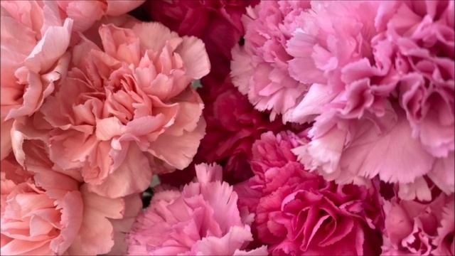 15 сиддхи - соединись с резонансом Шумана - 15 генный ключ смотреть онлайн