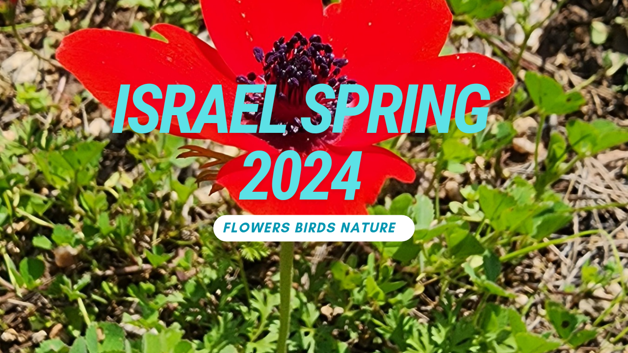 Весенний Израиль. Природа, парки, цветы, птицы. И немного моря.