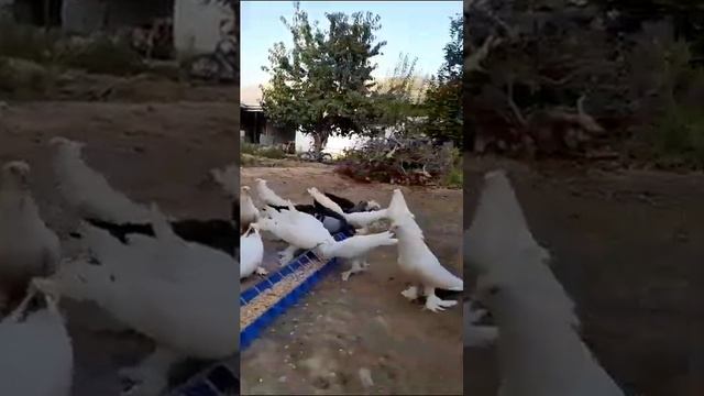 Голуби у Мухаммада тел. 0555 001 818, Голуби Кыргызстана смотреть онлайн