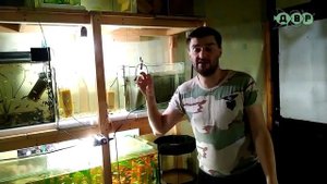 КАК  РАЗВОДИТЬ СОМИКОВ КОРИДОРАС И НЕ ТОЛЬКО! СОВЕТЫ ОТ КОСТИКА!