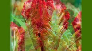 ПОПУГАЙНЫЕ ТЮЛЬПАНЫ: великолепие живого произведения искусства. Cорта и названия.