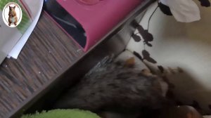 Бельчонок посреди ночи вылез из норки,и пришёл спать ко мне...!??️The squirrel came to sleep with m