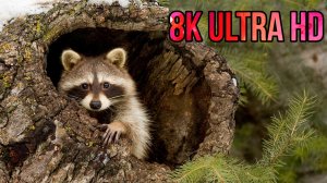 8K ULTRA HD • Relaxing Music