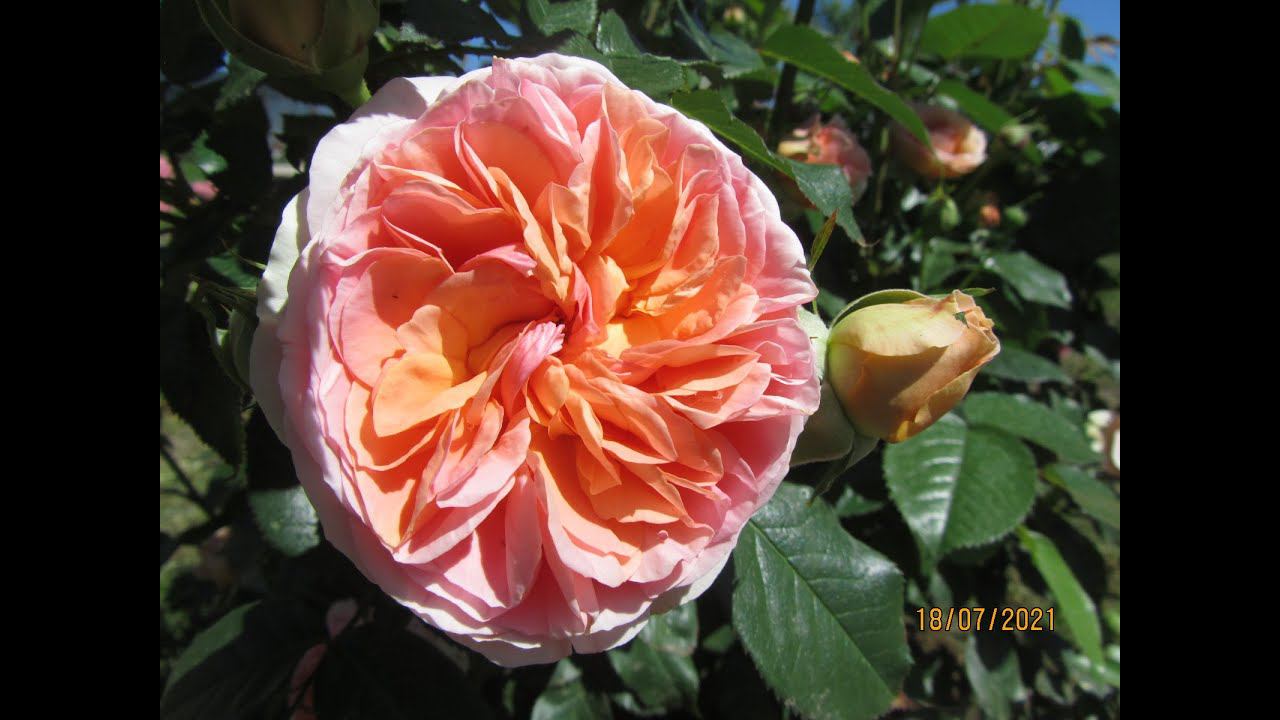 РОЗЫ.УРА! НАЧАЛОСЬ!РОЗЫ ЗАЦВЕТАЮТ. смотреть онлайн