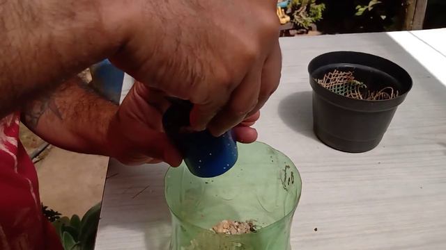 Dicas de cultivo e propagação haworthia limifolia twister смотреть онлайн