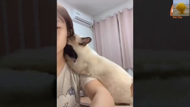 ЭТИ ЗАБАВНЫЕ ЖИВОТНЫЕ (все любят ласкаться и целоваться) смотреть онлайн