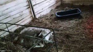 В домашнем овцеводстве прибавилось потомство|Овцеводство как бизнес