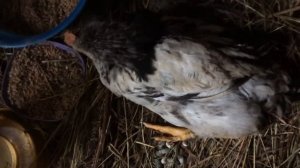 Курица не встаёт, что делать???