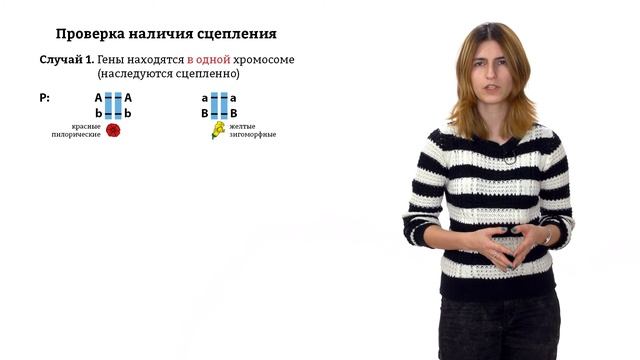 6. Дигибридное и полигибридное скрещивание. Решение генетических задач 9 - 11 класс смотреть онлайн