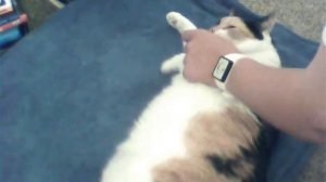 Очень толстые коты - Very fat cats