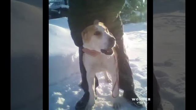 Аза.алабай смотреть онлайн