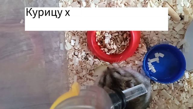 Что можно, а что нельзя джунгарскому хомяку? Хомячки