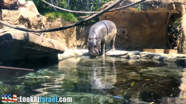Бегемотик в зоопарке Сан Диего смотреть онлайн