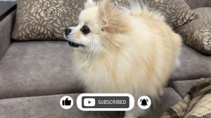 Лай маленькой собаки 🐾 Померанский Шпиц