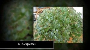 Комнатные растения приносящие удачу, деньги и семейное счастье