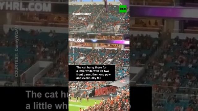 Fans save falling cat?? at Miami football game. This is definitely the best catch during this game