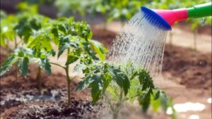 ТОМАТ ИЛЬЯ МУРОМЕЦ - СРЕДНЕСПЕЛЫЙ ЖЕЛТОПЛОДНЫЙ СОРТ УСТОЙЧИВЫЙ К НЕБЛАГОПРИЯТНЫМ УСЛОВИЯМ СРЕДЫ