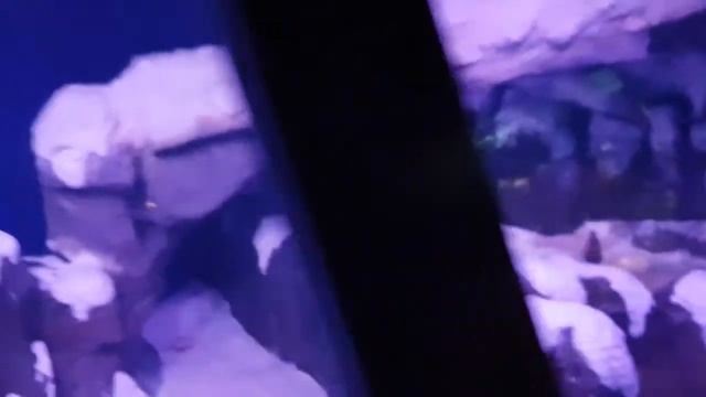 SEA LIFE BANGKOK OCEAN WORLD. AQUARIUM. ОКЕАНАРИУМ БАНГКОК смотреть онлайн