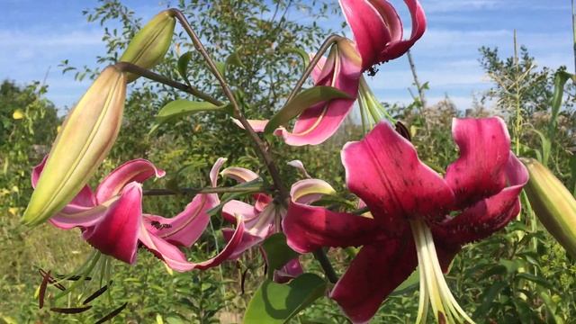 Лилия Miss Feya(Lily Miss Feya) смотреть онлайн