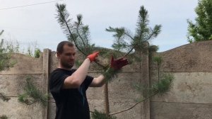 БОНСАЙ НИВАКИ ИЗ ОБЫЧНОЙ СОСНЫ СВОИМИ РУКАМИ