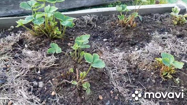 Клубника после сбора ягод | Подкормка и уход за клубникой после плодоношения