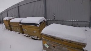 Зимовка пчел на воле и в омшаннике 26 декабря