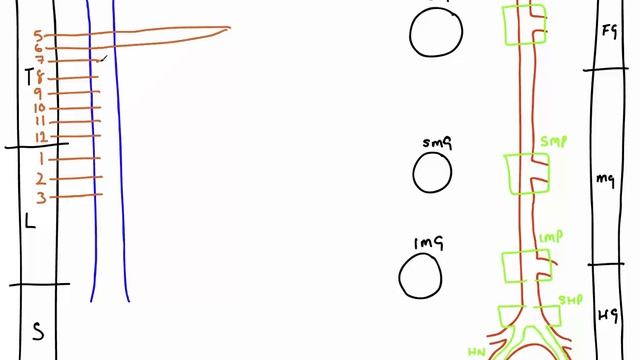 Autonomic Nerves of the Abdomen смотреть онлайн