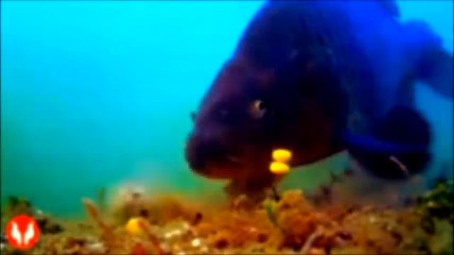Ловля карпа на бойлы, видео под водой Fishing carp baits underwater смотреть онлайн