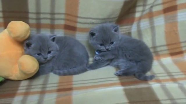 Британским котятам 1 месяц. П-к Silvery Snow смотреть онлайн