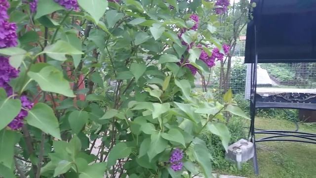 Сирень на даче . Детский канал представляет. ( ˘⌣˘)♡(˘⌣˘ ) смотреть онлайн