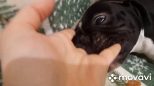 Храп французского бульдога.