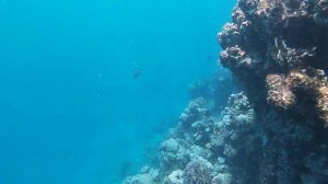 Египет Красное море Март 2021 Renaissance Sharm El Sheikh Golden View Beach Resort 5*