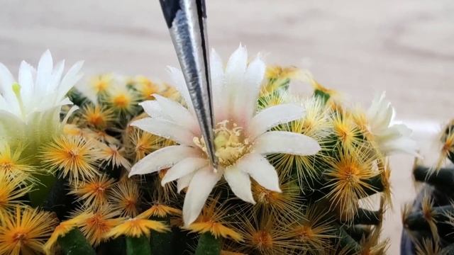 Mammillaria schiedeana แคคตัสขนนกเหลือง แคคตัสออกดอกได้เร็วที่สุด смотреть онлайн