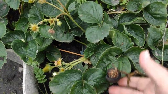 Посадка лука Чернушки, салата, петрушки Ноябре. Уборка последнего урожая. Закрытие дачного сезона. смотреть онлайн