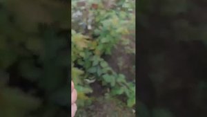 Малина Маргарита и Маравила на 22.10.2022