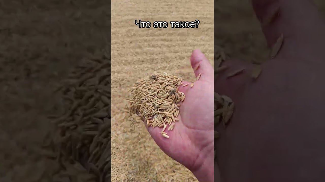 Что же это такое рассыпано вдоль дороги? #камбоджа смотреть онлайн