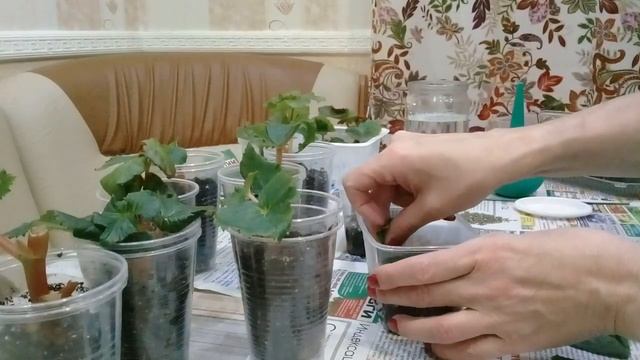 Размножение клубневой бегоний срезами листа, черенками .Пересадка черенков бегоний. смотреть онлайн