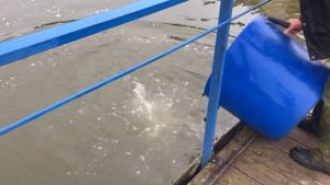 Африканский сом