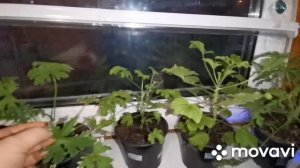 Душистые пеларгонии