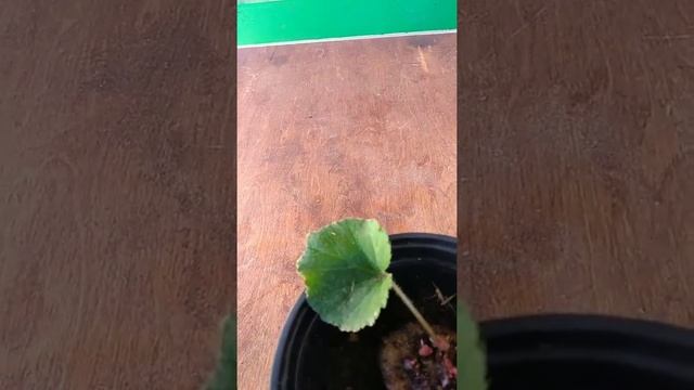 Клубень бегонии не может успокоиться в октябре и дал 30 черенков!! смотреть онлайн