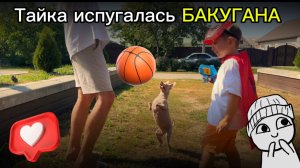 Собачка Тайка увидела страшный сон